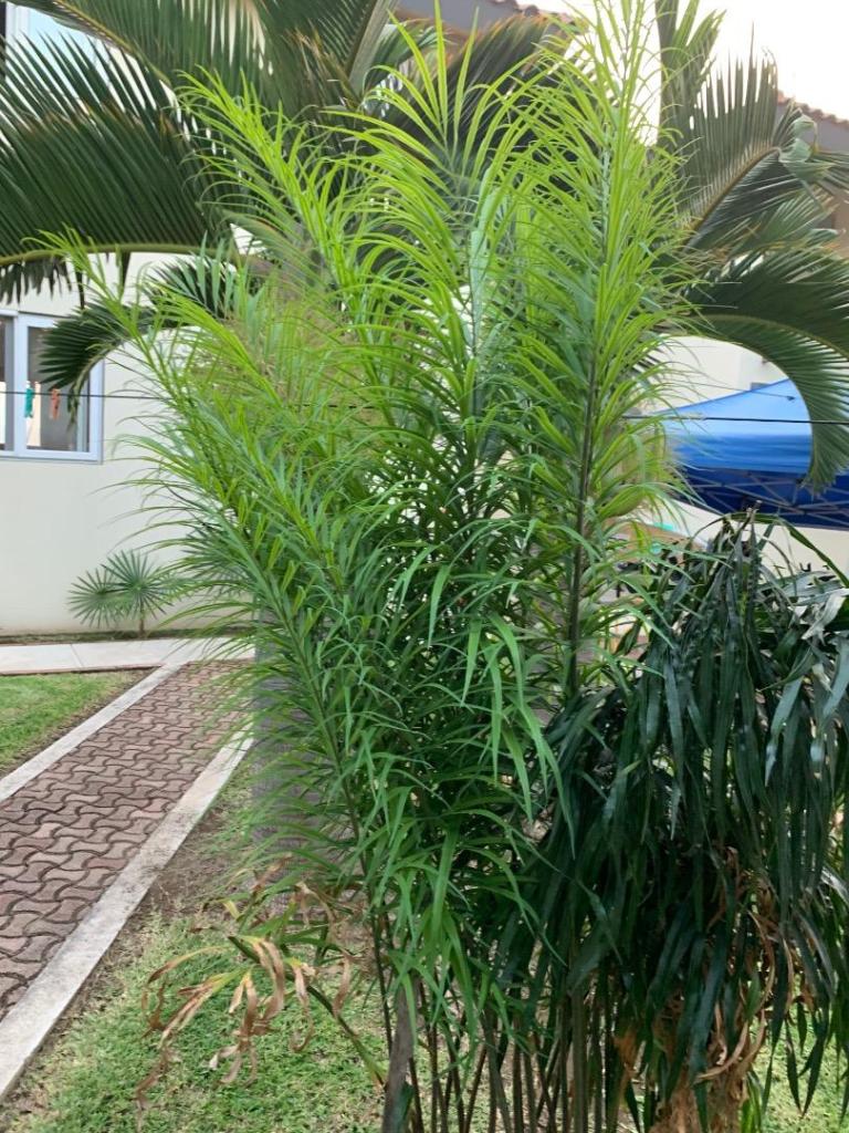 Cycas multifrondis2.jpg