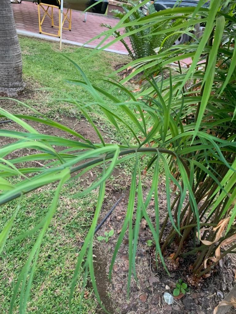 Cycas multifrondis 3.jpg