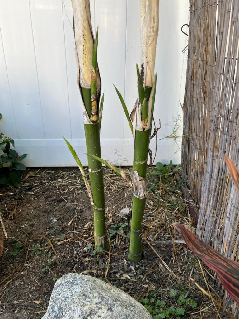 Queen Palm - New Fronds - DISCUSSING PALM TREES WORLDWIDE - PalmTalk