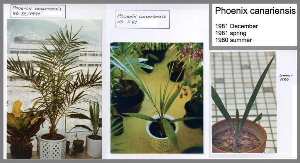 Phoenixcanariensis198081.thumb.jpg.b130f435121f5888ffa7de3645f7e290.jpg