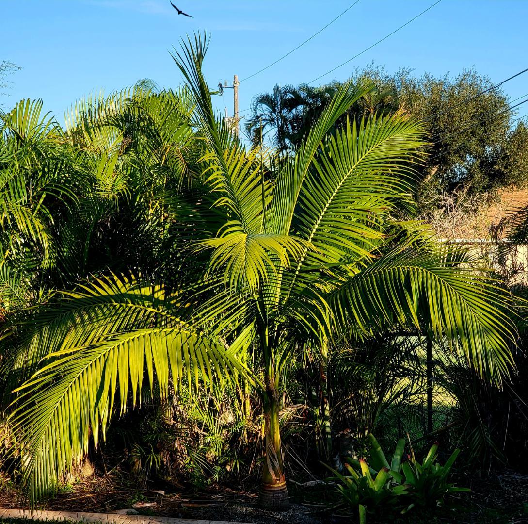 Satakentia liukiuensis - DISCUSSING PALM TREES WORLDWIDE - PalmTalk