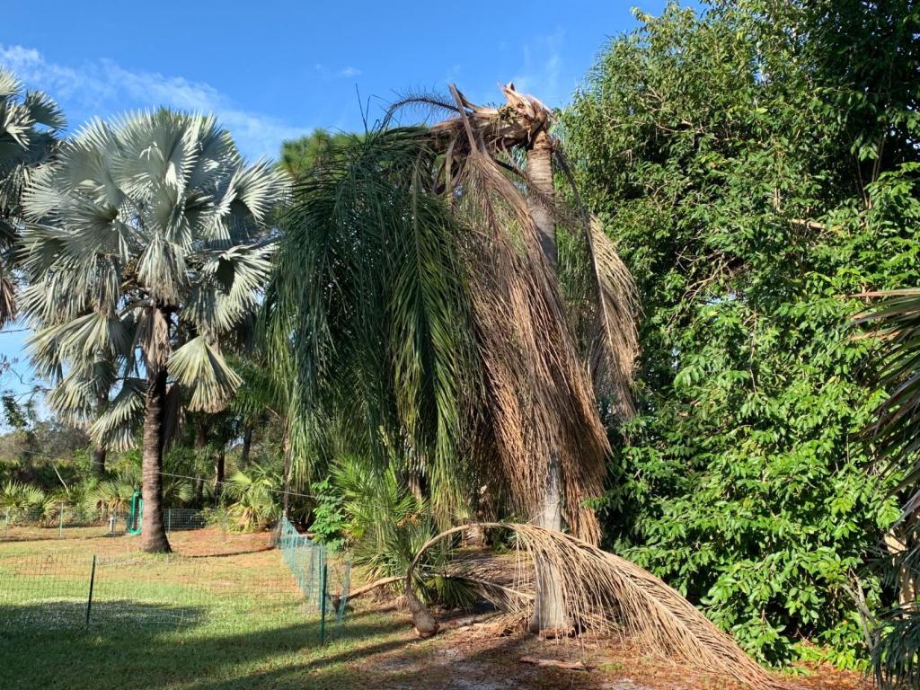 Dead queen palm 1.jpg