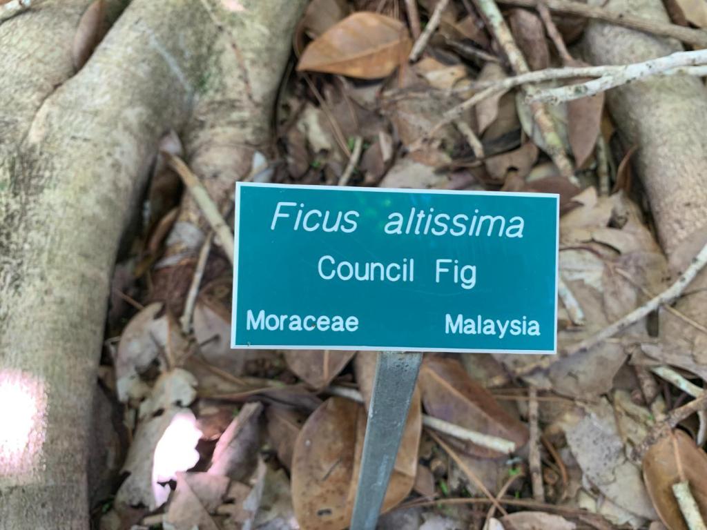 Ficus altissima sign.JPG