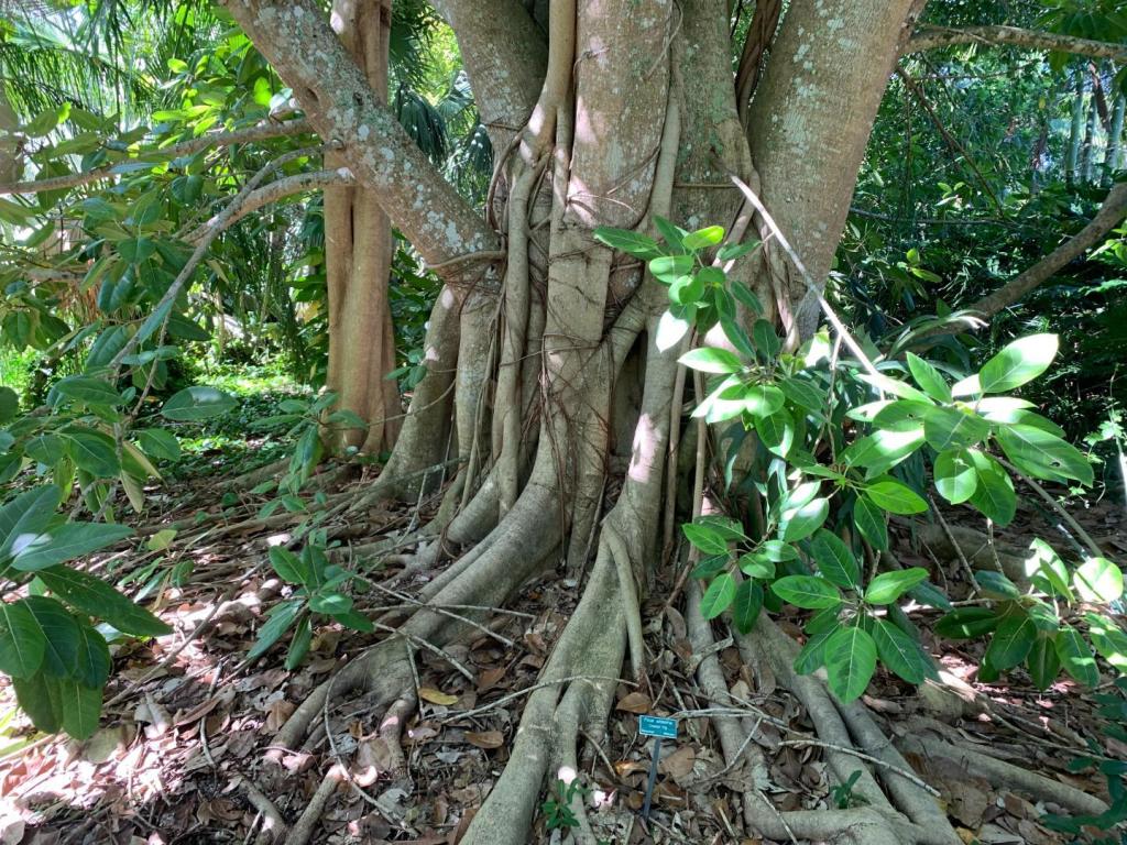 Ficus altissima trunk.JPG