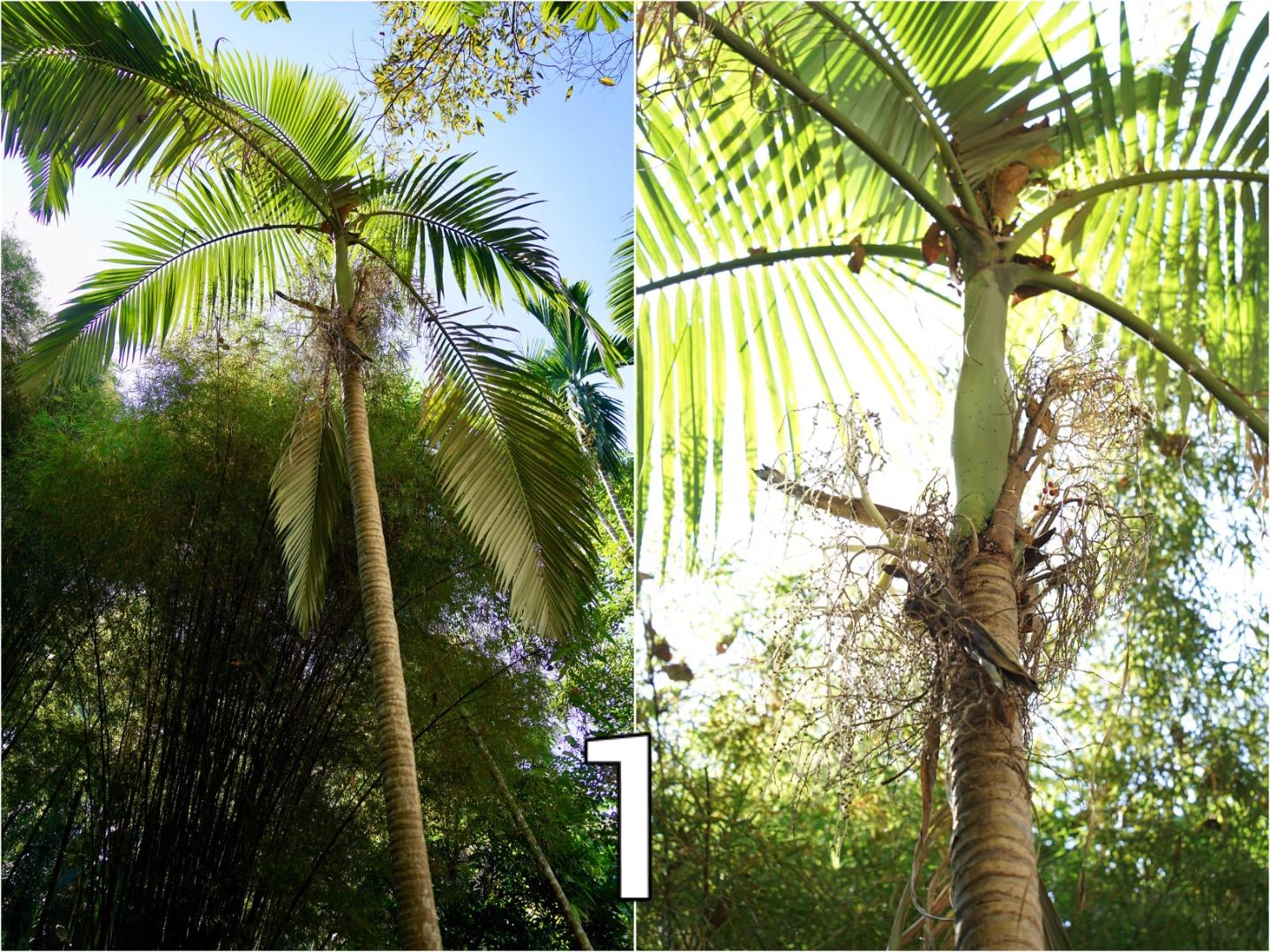 Would You Help To Identify Of Both Palm Tree? Thank You Very Much ...