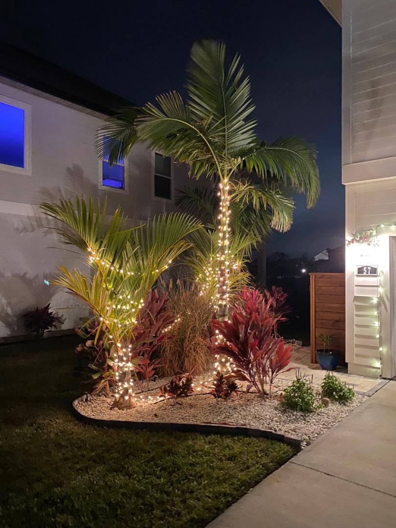 Christmas Lights DISCUSSING PALM TREES WORLDWIDE PalmTalk   IMG 2048 .ea1c07090a5efbb10433dfa3d24d1b13 