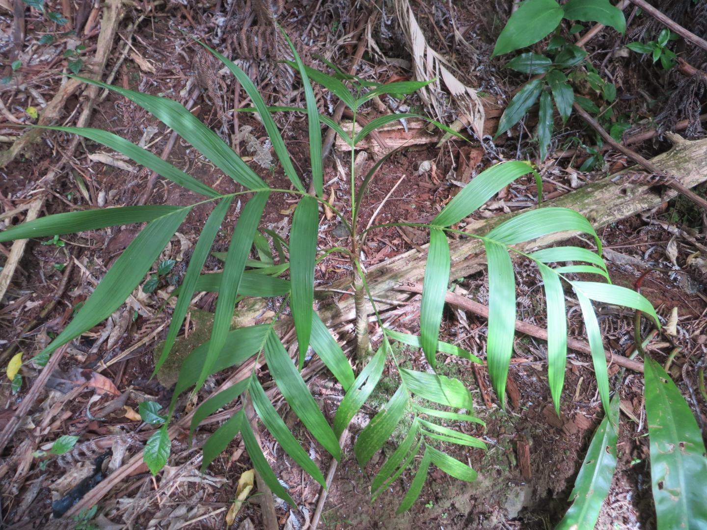 Geonoma orbignyana - DISCUSSING PALM TREES WORLDWIDE - PalmTalk