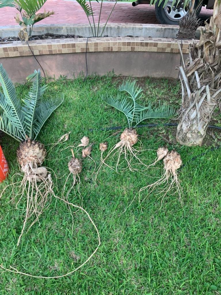 encephalartos eugene-maraisii 1.jpg