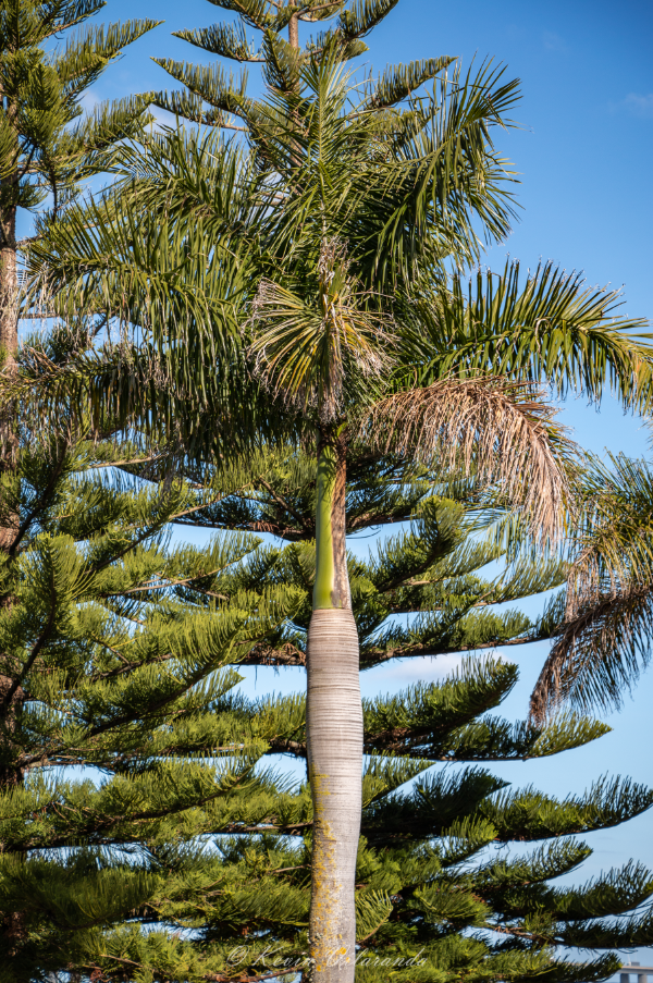 Royal Palm (Roystonea regia) · iNaturalist