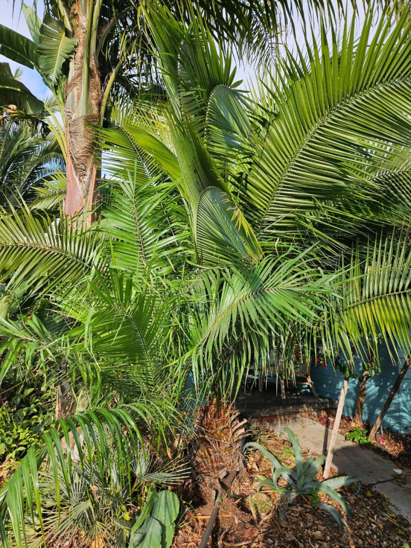 Transplanting Phoenix rupicola - DISCUSSING PALM TREES WORLDWIDE - PalmTalk