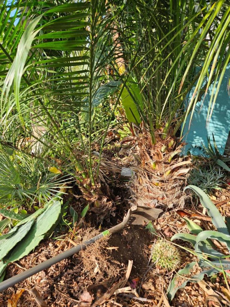 Transplanting Phoenix rupicola - DISCUSSING PALM TREES WORLDWIDE - PalmTalk