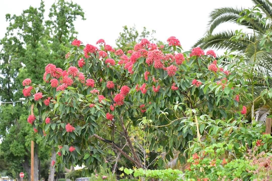 Suggestions needed for a large,tropical looking shade tree