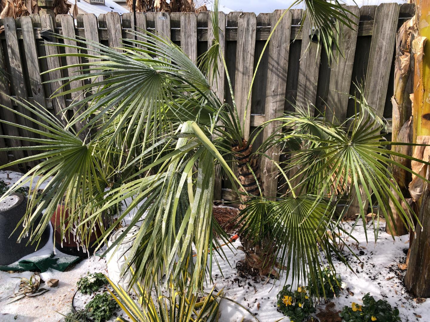 2024 Freezing Rain And Ice COLD HARDY PALMS PalmTalk   IMG 3952.JPG.d6f6d86407a5f4d73cbe79fe86b387a7.JPG