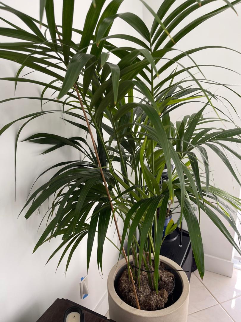 Kentia palm leaf’s spotting and yellowing - PALMS IN POTS - PalmTalk