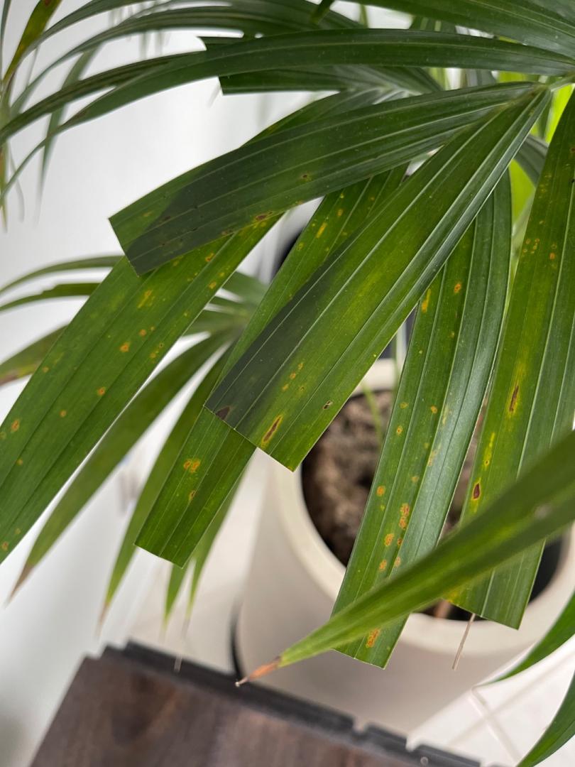 Kentia palm leaf’s spotting and yellowing - PALMS IN POTS - PalmTalk