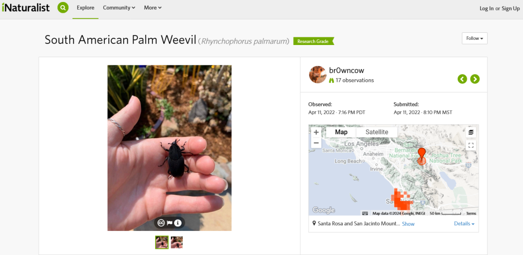 Screenshot2024-01-15at11-39-40SouthAmericanPalmWeevil(Rhynchophoruspalmarum).thumb.png.f4ce3fb0f9ae9fc35524181bfb6b822c.png