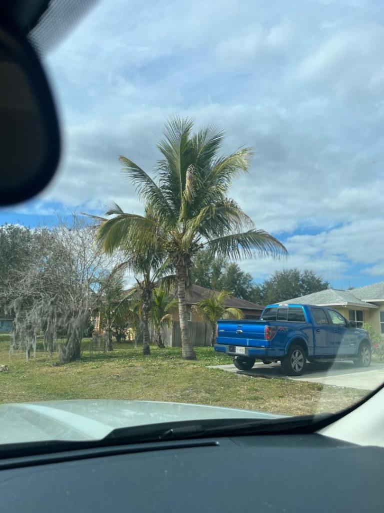 Mature Coconut Zone 9b Florida - DISCUSSING PALM TREES WORLDWIDE - PalmTalk