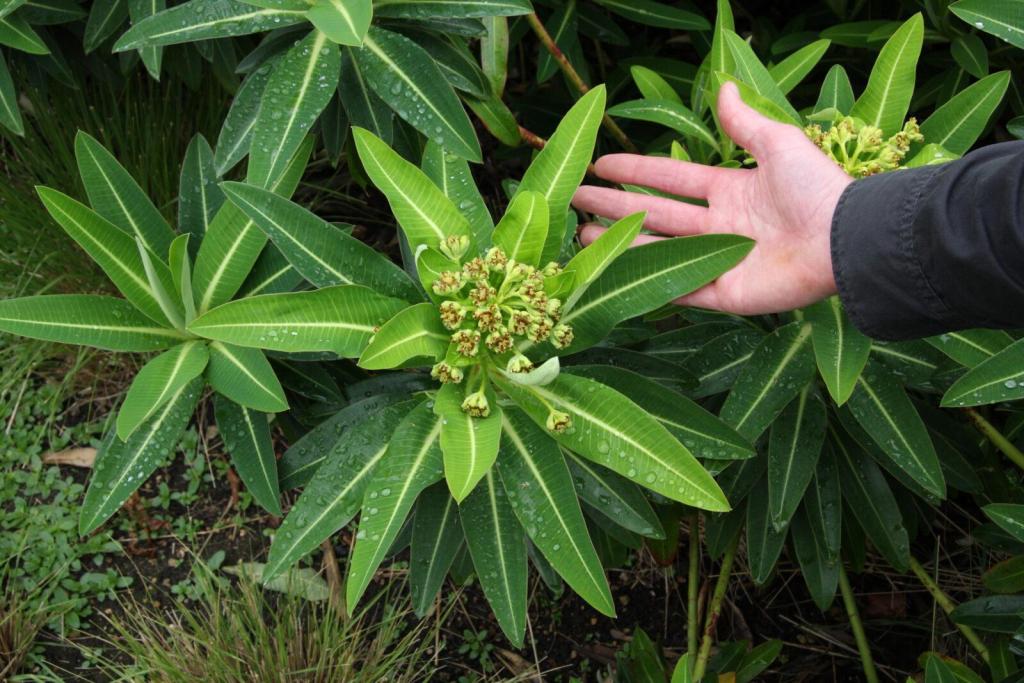 Euphorbia.Phrampton.Phatty.1-scaled.thumb.jpg.74312c1d61670621d5437f18a6ec9e4e.jpg