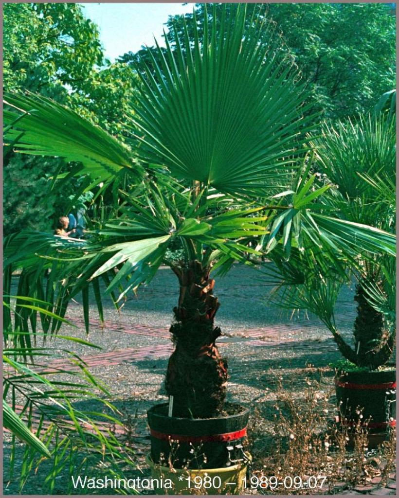 Washingtonia1989-09-07.thumb.jpg.7cccbb41797271bc2847b0ccba86b7e9.jpg