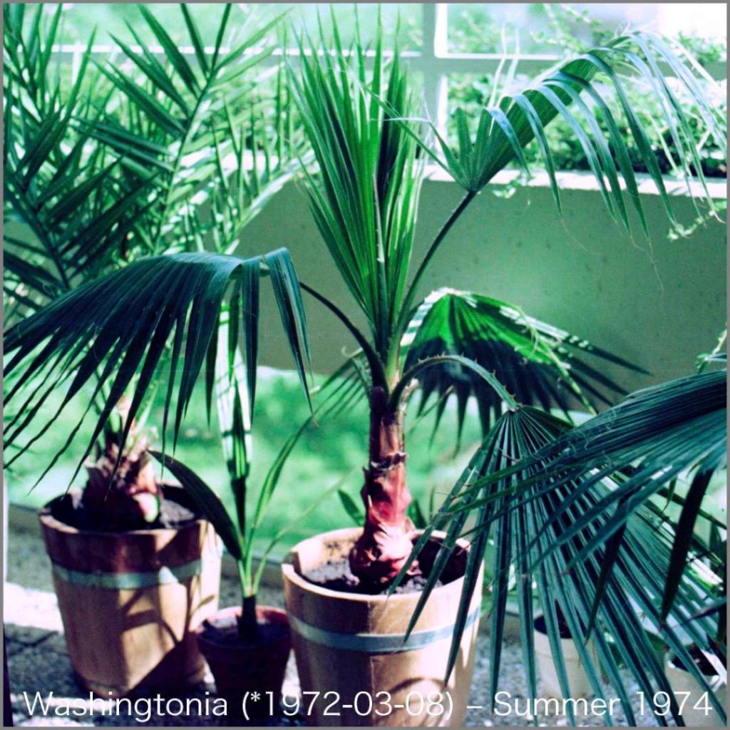 Washingtonia74N07-0306.thumb.jpg.d43bef46b16fab6f7dcfd3fa56bb4b7b.jpg