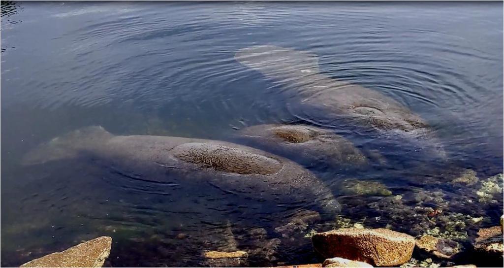 manatees.thumb.jpg.08877f2ac3656e45d2d91f442219c5ce.jpg