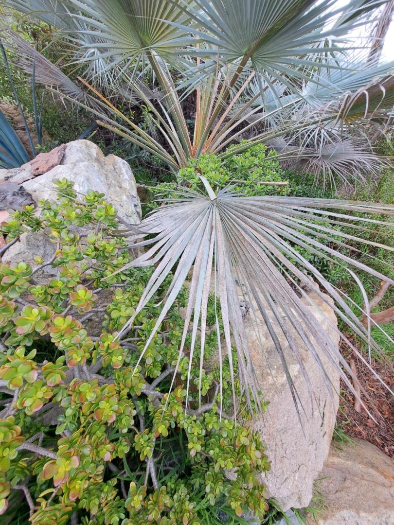 Brahea Palm; Fronds Seem to Die too Soon - DISCUSSING PALM TREES ...