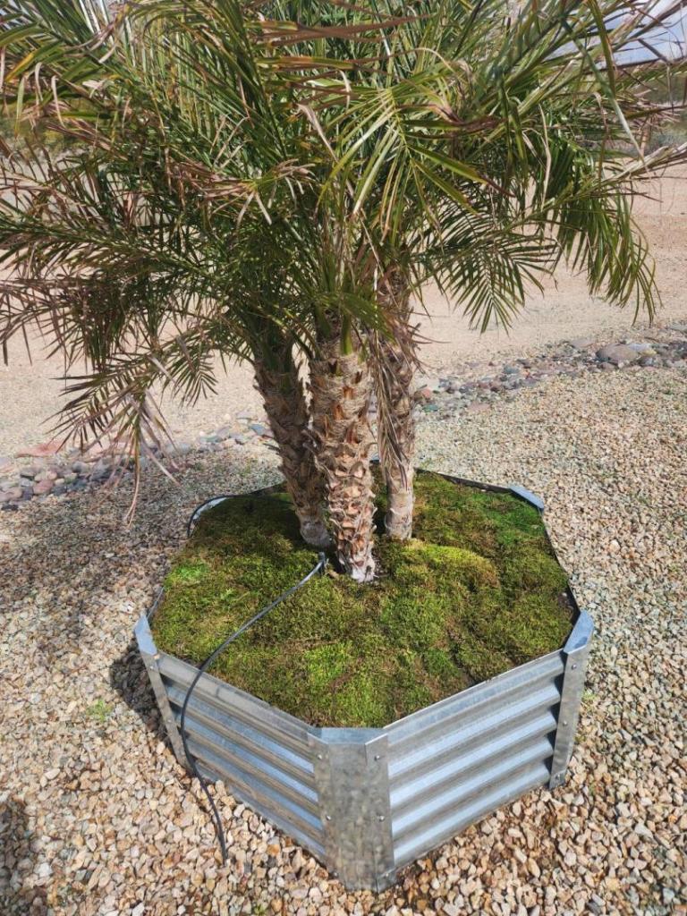 Pygmy Robellini Palms - DISCUSSING PALM TREES WORLDWIDE - PalmTalk