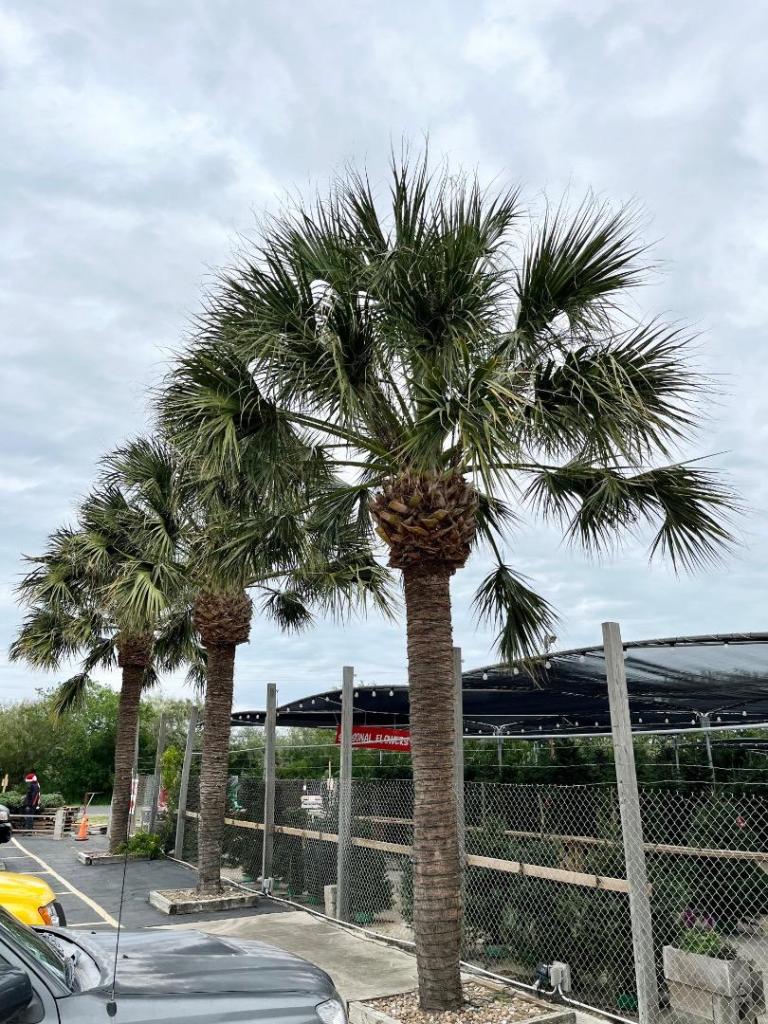 Sabal Mexicana Spacing - COLD HARDY PALMS - PalmTalk