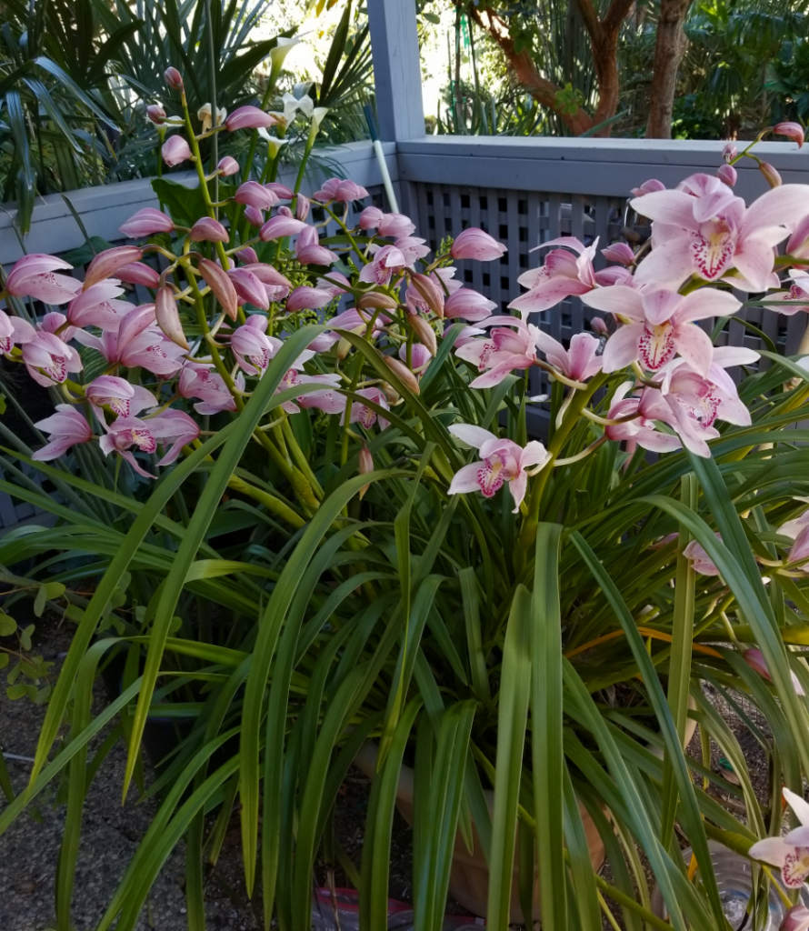 Cymbidium1.png