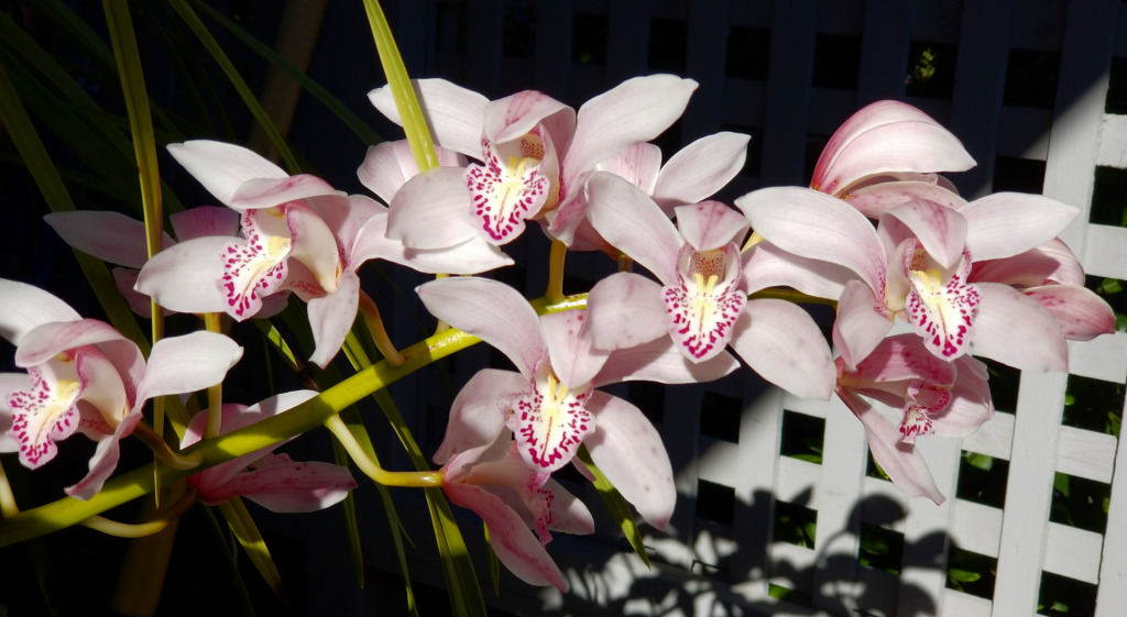 Cymbidium2.png