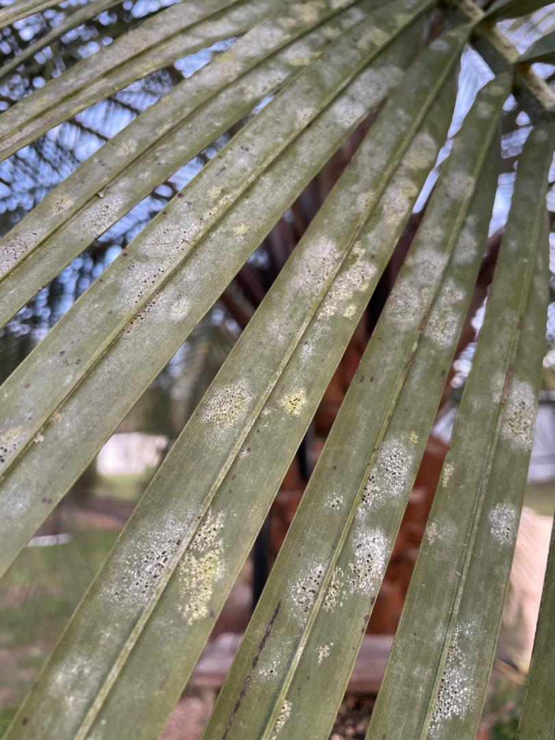 Pindo Palm white spots with black dots - DISCUSSING PALM TREES ...