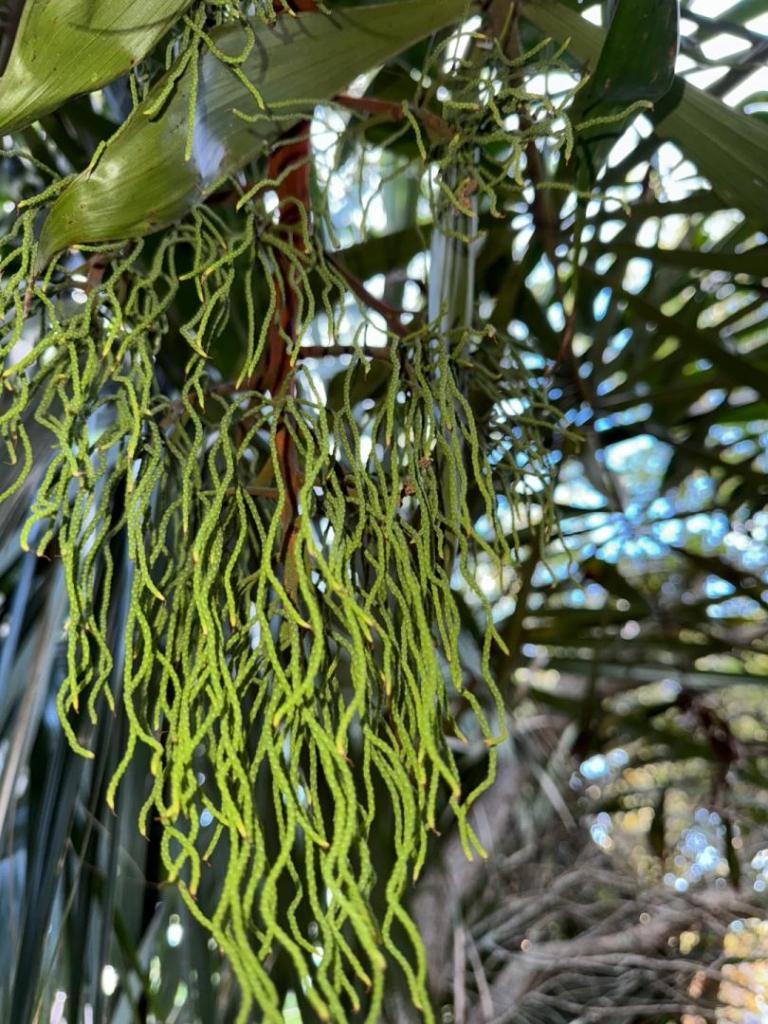 Dypsis rosea - DISCUSSING PALM TREES WORLDWIDE - PalmTalk