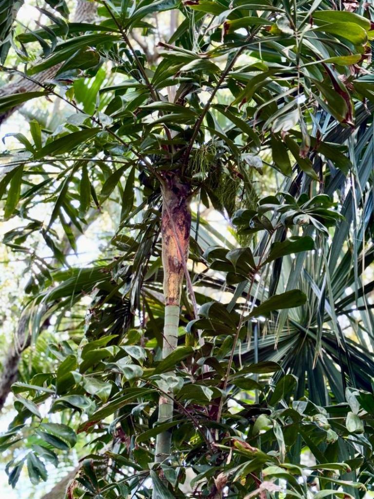 Dypsis rosea - DISCUSSING PALM TREES WORLDWIDE - PalmTalk