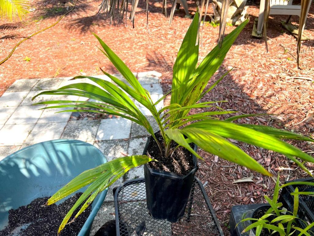 Unkpalmseedlingcontainergarden0103-12-24.thumb.JPG.4c627c5ec84a8d1aba45c61daa6deeac.JPG