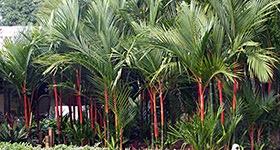 Large flowering eucalyptus for the South - TROPICAL LOOKING PLANTS