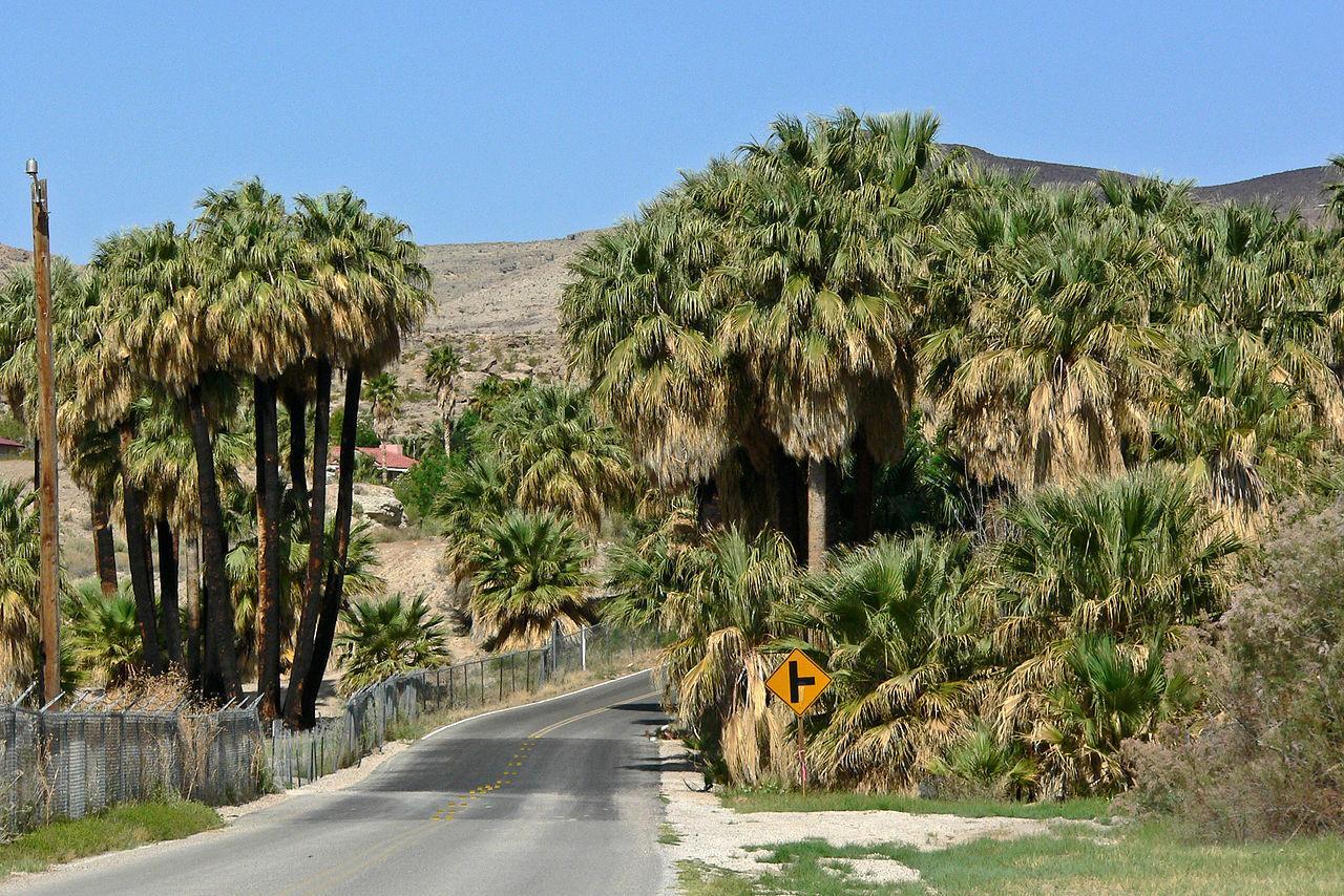 Moapa Palms - DISCUSSING PALM TREES WORLDWIDE - PalmTalk