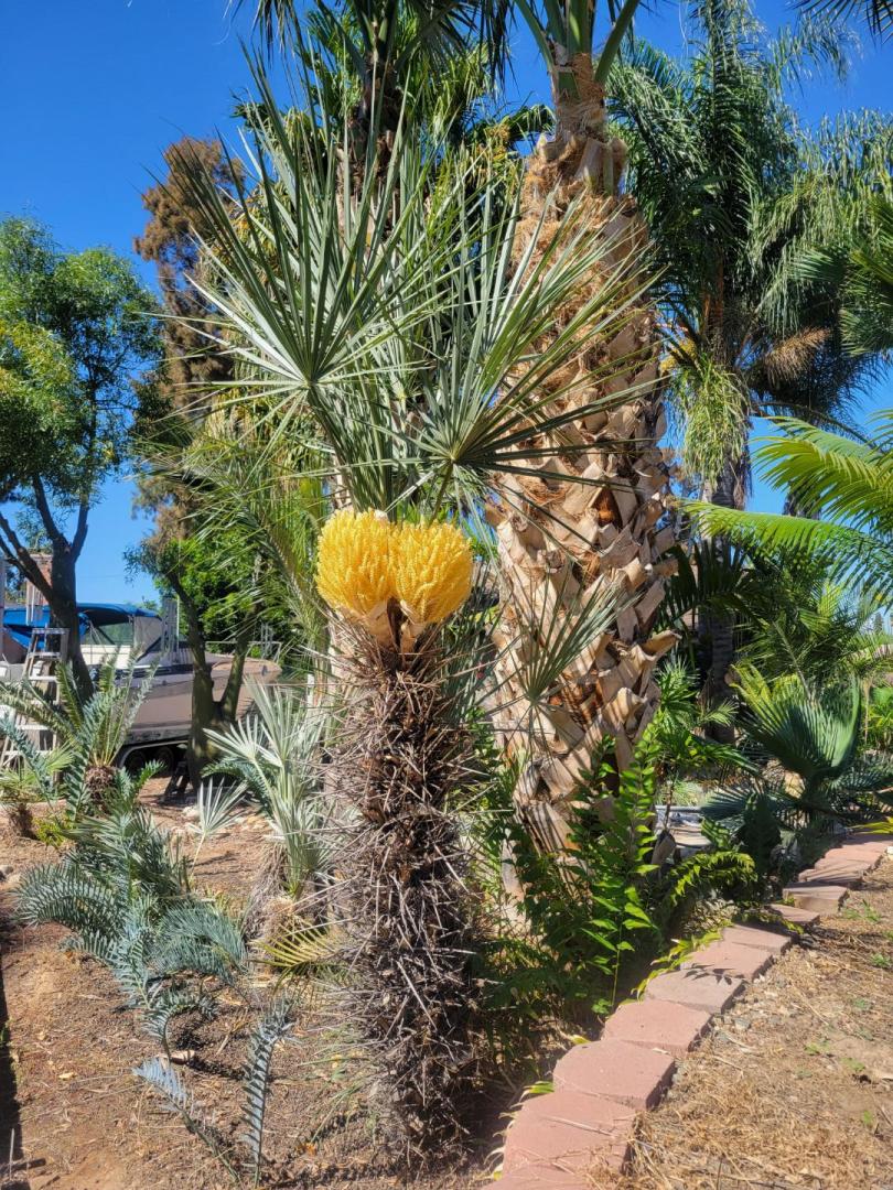 Palm Trees Flowering Discussing Palm Trees Worldwide Palmtalk 7224