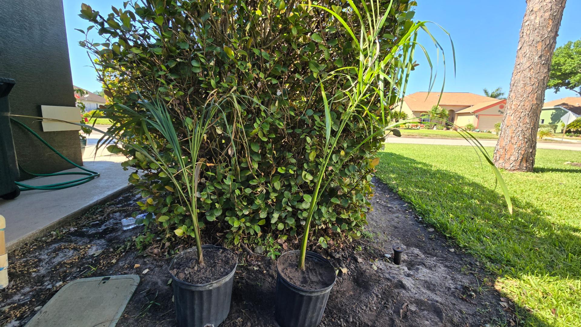 Help ID this palm - DISCUSSING PALM TREES WORLDWIDE - PalmTalk