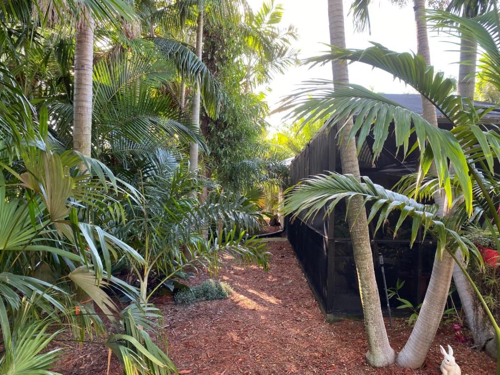 BackYardJunglelookingwest01ca2019.thumb.JPG.6543df6f0268e331229c17b0f218a227.JPG