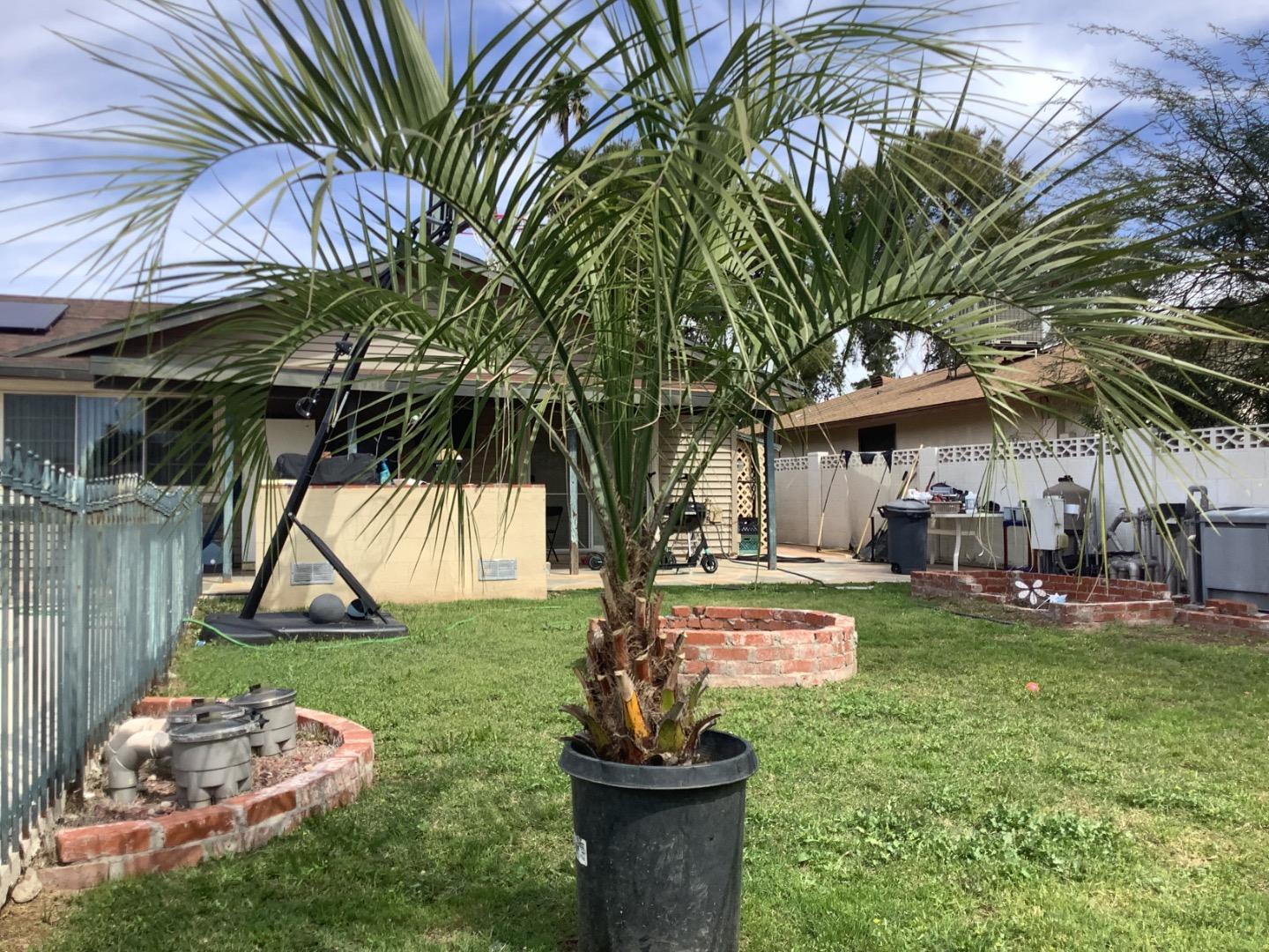Nice Butia growing well in current drought! - DISCUSSING PALM TREES ...