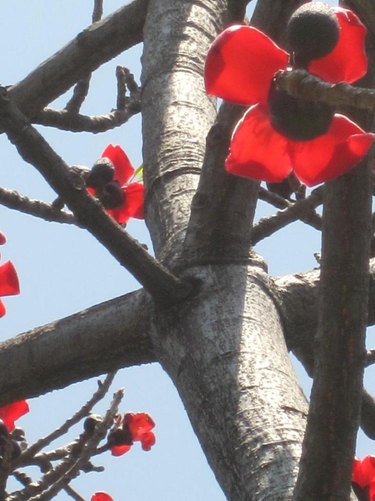 Ceiba pentandra seeds/ bombax ceiba seeds - TROPICAL LOOKING PLANTS ...