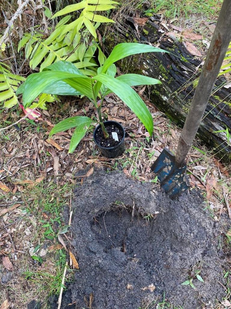 Areca triandra gets planted - DISCUSSING PALM TREES WORLDWIDE - PalmTalk