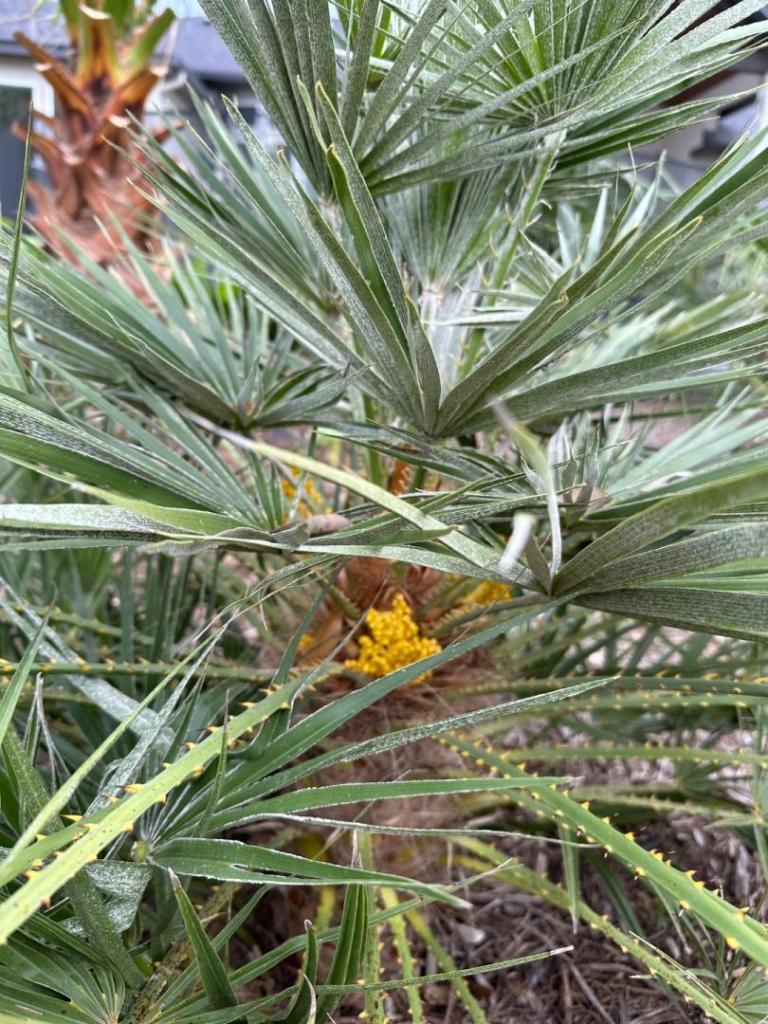 New Braunfels TX Palm Update - 2024 Freeze - COLD HARDY PALMS - PalmTalk