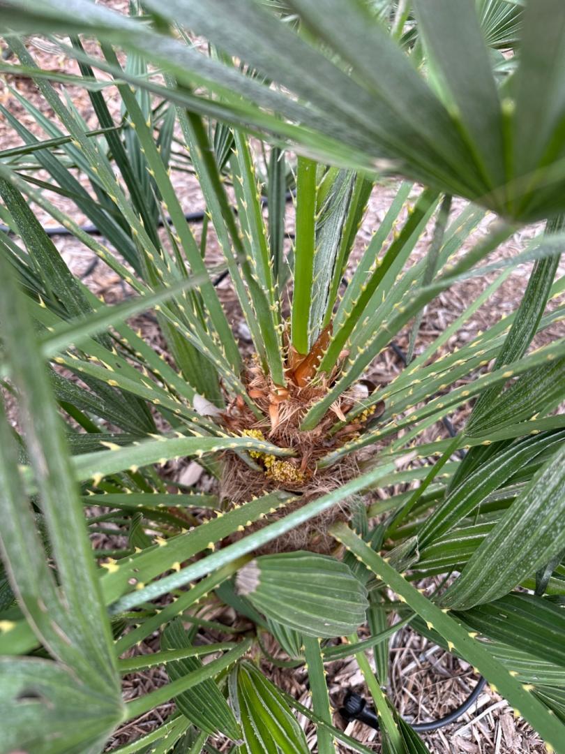 New Braunfels TX Palm Update - 2024 Freeze - COLD HARDY PALMS - PalmTalk