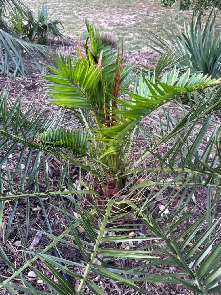 New Braunfels TX Palm Update - 2024 Freeze - COLD HARDY PALMS - PalmTalk