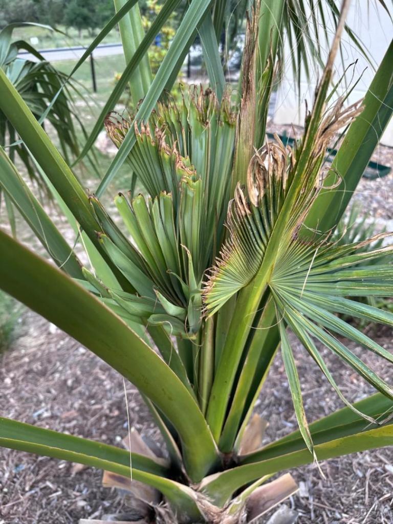 New Braunfels TX Palm Update - 2024 Freeze - COLD HARDY PALMS - PalmTalk