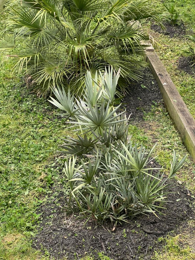 Serenoa Repens Not Too Happy - DISCUSSING PALM TREES WORLDWIDE - PalmTalk