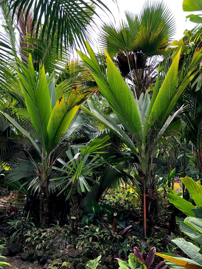 Cyphosperma TANGA - DISCUSSING PALM TREES WORLDWIDE - PalmTalk