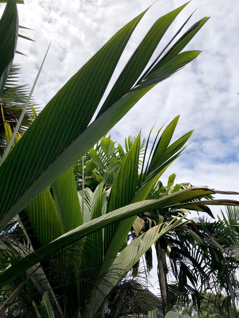 Cyphosperma TANGA - DISCUSSING PALM TREES WORLDWIDE - PalmTalk