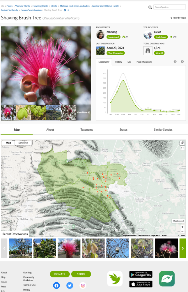 Screenshot2024-04-23at19-37-48ShavingBrushTree(Pseudobombaxellipticum).thumb.png.f44e31e5ed6ae2e3d96583253eaca8ec.png